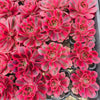 Aeonium 'Pink Witch'