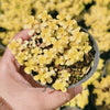 [PACK of 10 PLANTS] x Sedum makinoi 'Ogon'