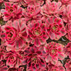Aeonium 'Pink Witch'