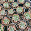 Echeveria 'Raindrops' (young plant)(NO DROPS)