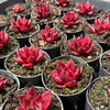 Echeveria agavoides 'Romeo Rubin'