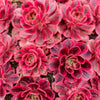Aeonium 'Pink Witch'