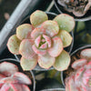 Echeveria 'Soul Mint' (E. laui x E. lau026) | Korea Form