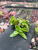 [PACK of 20 Cuttings] xCrassula ciliata