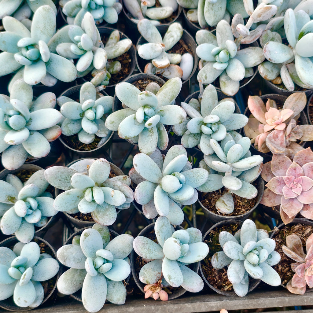 snowfall succulent Echeveria 'Snow Beauty' (KRF) – LET LOVE GROW (Succulent & Cactus)