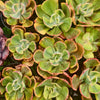 [PACK of 10 PLANTS] x Echeveria Sunset Peony Variegated
