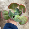 Echeveria 'Mauna Loa' (Bump type Leaf)