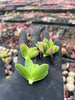 [PACK of 20 Cuttings] xCrassula ciliata