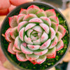 Echeveria 'Lily in the Rain'