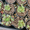 [PACK of 10 PLANTS] x Aeonium saundersii