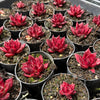 Echeveria agavoides 'Romeo Rubin'