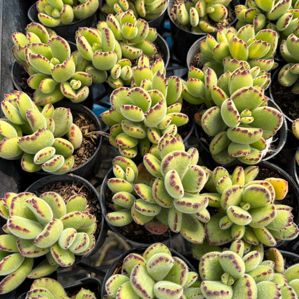 [PACK of 10 PLANTS] x  Cotyledon Tomentosa 'Bear's Paw'