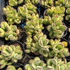 [PACK of 10 PLANTS] x  Cotyledon Tomentosa 'Bear's Paw'