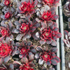 Aeonium 'Medusa'