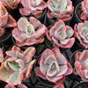 [PACK of 10 PLANTS] x Echeveria Beyonce Rainbow Variegated