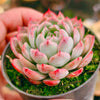 Echeveria 'Lily in the Rain'