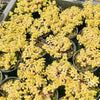 [PACK of 10 PLANTS] x Sedum makinoi 'Ogon'
