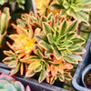 Aeonium 'Green Tea' (w/pup)