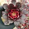 Aeonium 'Medusa'