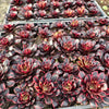 [PACK of 10 PLANTS] x  Aeonium 'Superbang'