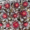 Aeonium 'Medusa'