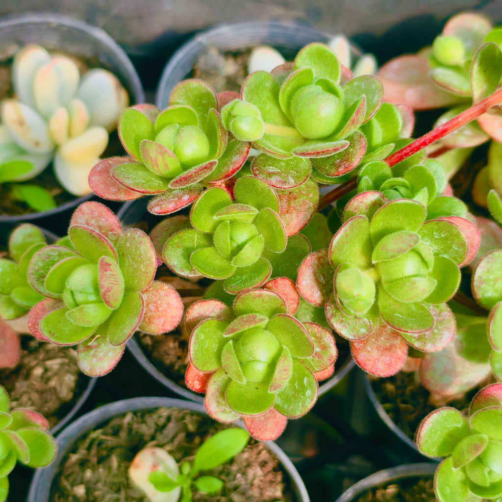 [PACK of 10 PLANTS] x Aeonium saundersii