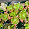 Aeonium saundersii