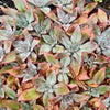 [PACK of 10 PLANTS] x Echeveria Subrigida 'Fire and Ice'