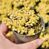 [PACK of 10 PLANTS] x Sedum makinoi 'Ogon'