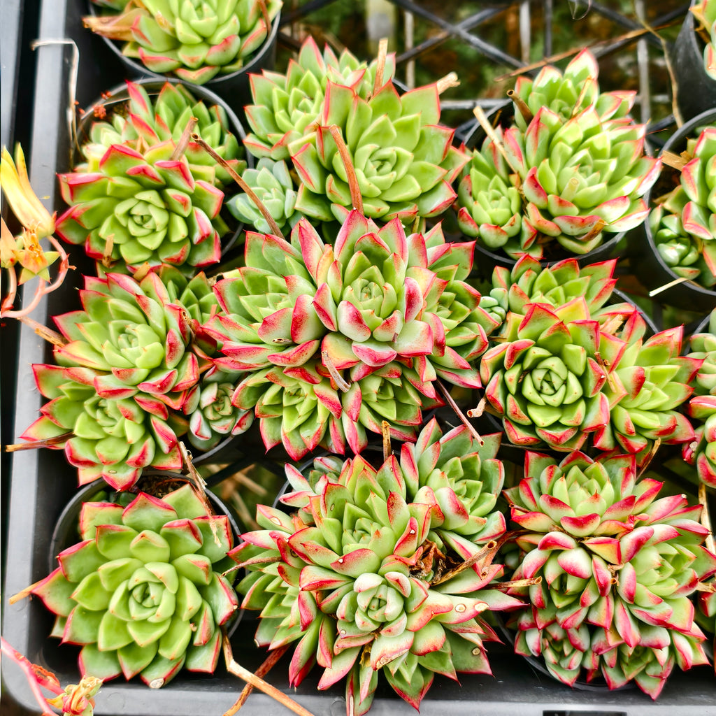 Echeveria 'Dream Queen' - KRF (w/pup)