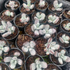 [PACK of 10 PLANTS] x Cotyledon orbiculata var. higginsiae
