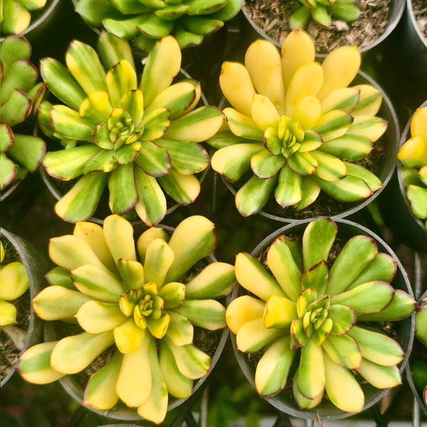 Echeveria pulidonis 'christmas' f. variegata
