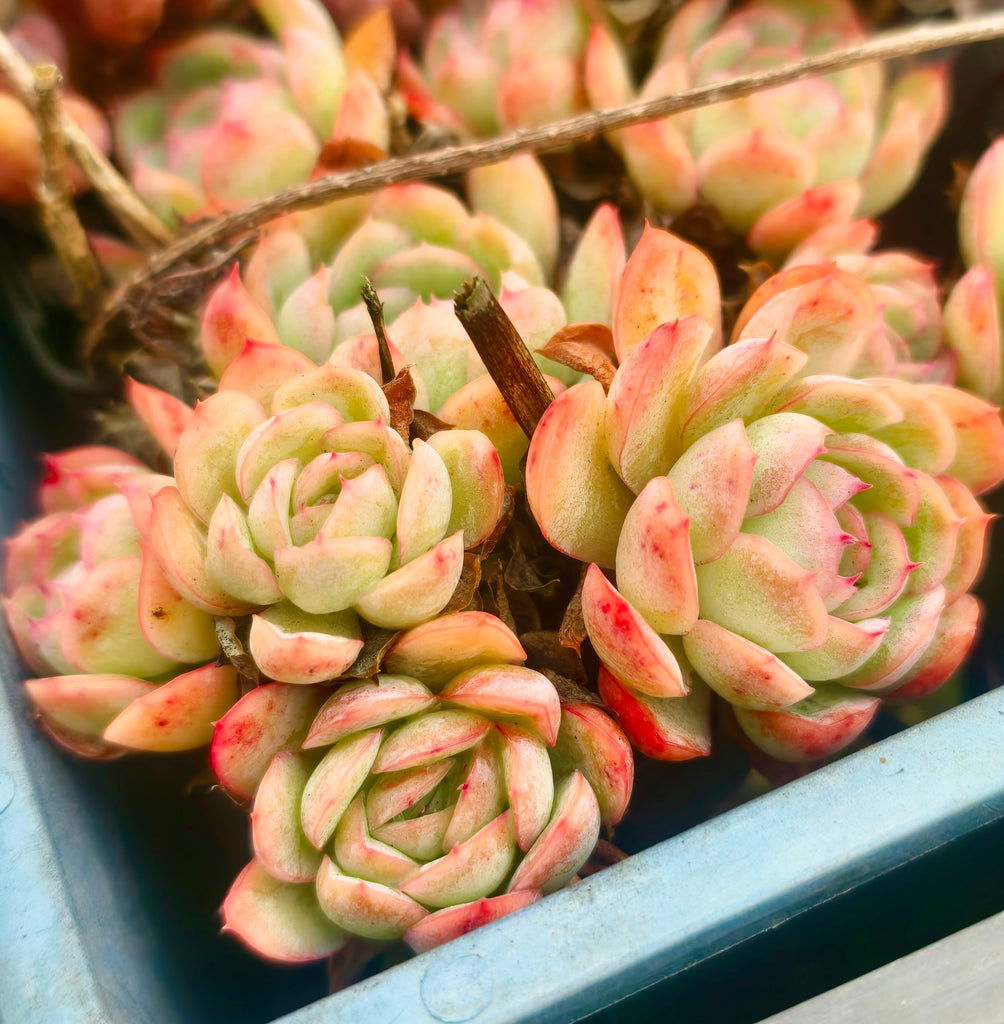[PACK of 10 PLANTS] x Echeveria Strawberry Ice