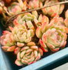 [PACK of 10 PLANTS] x Echeveria Strawberry Ice