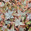 [PACK of 10 PLANTS] x Echeveria Subrigida 'Fire and Ice'