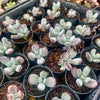 [PACK of 10 PLANTS] x Cotyledon orbiculata var. higginsiae