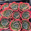 Echeveria 'Capri'