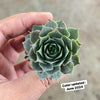 [PACK of 10 PLANTS] x Sempervivum 'Collage'