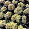 [PACK of 10 PLANTS] x Echeveria 'Silver moon' CREST