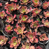[PACK of 10 PLANTS] x Aeonium 'Marnier Lapostolle’