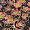 [PACK of 10 PLANTS] x Aeonium 'Marnier Lapostolle’