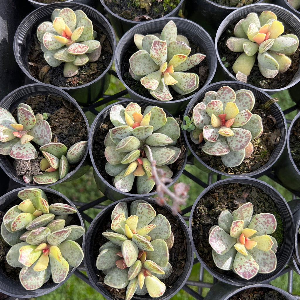 [PACK of 10 PLANTS] x Adromischus cooperi