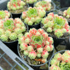 [PACK of 10 PLANTS] x Sempervivum 'Atlanticum' (CLUSTER)