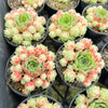 [PACK of 10 PLANTS] x Sempervivum 'Atlanticum' (CLUSTER)