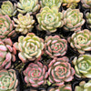[PACK of 10 PLANTS] x  Echeveria 'Star Mark'