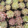 [PACK of 10 PLANTS] x  Echeveria 'Star Mark'
