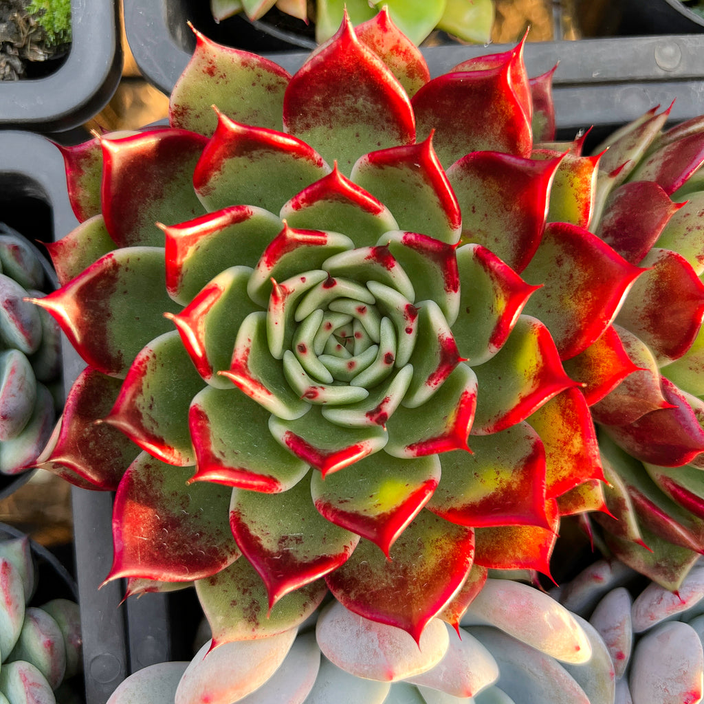 succulent night Echeveria 'Dark night'