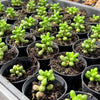 [PACK of 10 PLANTS] x Sedum Hernandezii