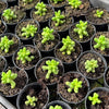 [PACK of 10 PLANTS] x Sedum Hernandezii