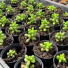 [PACK of 10 PLANTS] x Sedum Hernandezii